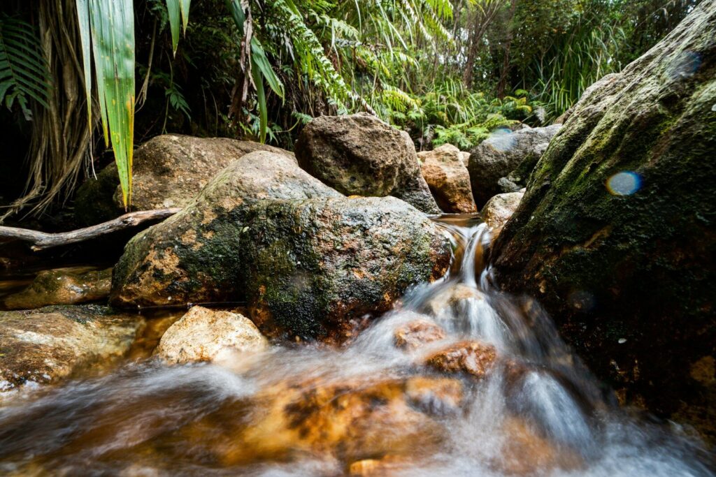 A small stream flows over rocks in a lush forest.